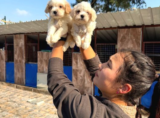 Tatlı Ve Farklı Renkler De Maltıpo Ler görsel