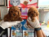 Toy Poodl Yavurlamiz