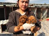 Toy Poodl Yavurlamiz