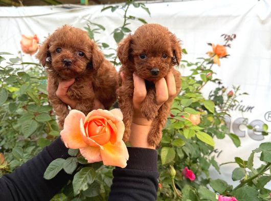 Toy Poodl Yavurlamiz görsel