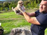 Dişi Erkek Akita Inu Yavrularımız Watsapptan Video Isteyin