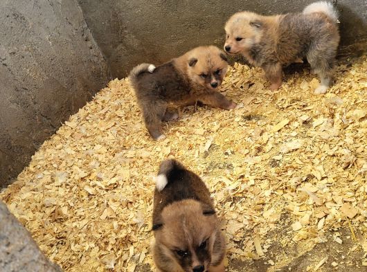 Dişi Erkek Akita Inu Yavrularımız Watsapptan Video Isteyin