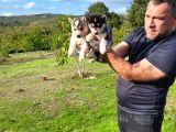 Dişi Erkek Husly Yavrularımız Watsapptan Video Isteyin