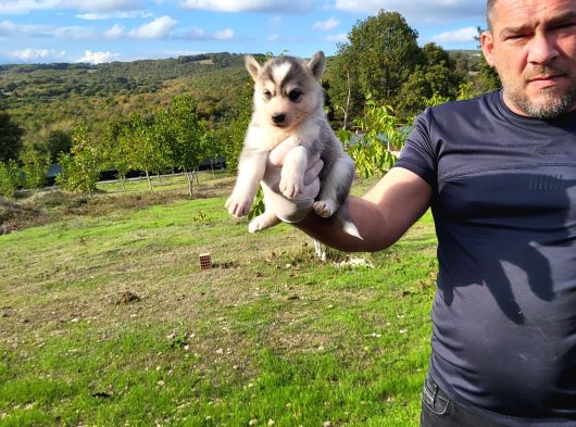 Dişi Erkek Husly Yavrularımız Watsapptan Video Isteyin görsel