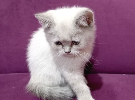 Yavru British Shorthair Kediler görsel