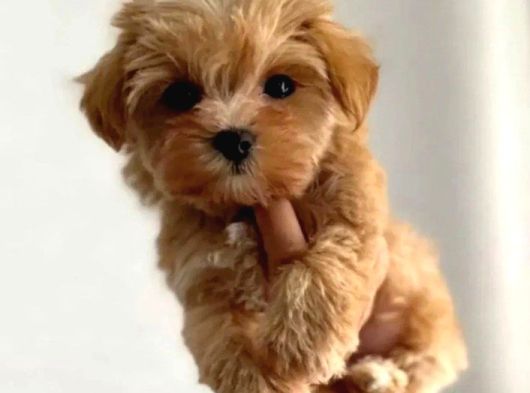 Biblo Gibi Garantili Mini Maltipoo Bebekler