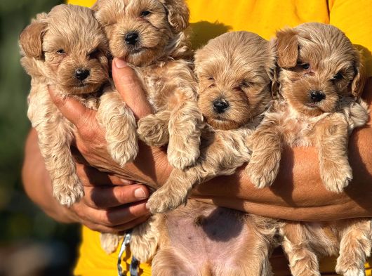 Teacup Kore Malti̇poo Bebekleri̇mi̇z