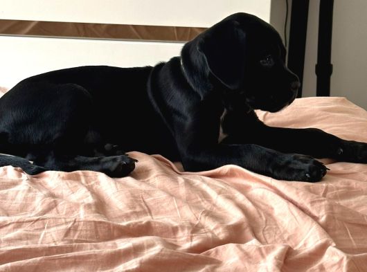 Cane Corso Siyah Erkek Yavru Sahiplendirilecek görsel