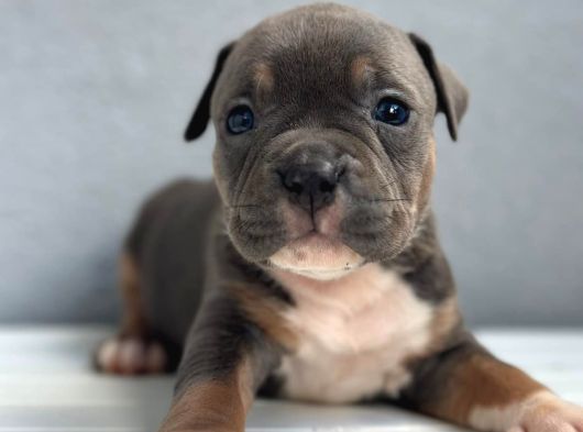 Exotic Bully Yavrular görsel