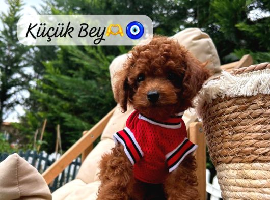 Kore Poodle Kızımın Bebekleri görsel