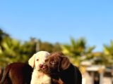 Labrador Retriever Yavrulari Istanbul