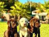 Labrador Retriever Yavrulari Istanbul