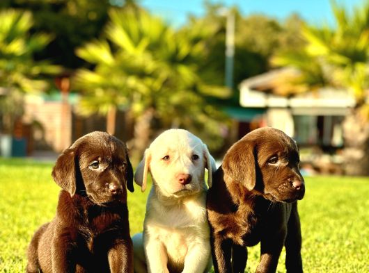 Labrador Retriever Yavrulari Istanbul görsel
