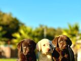 Labrador Retriever Yavrulari Istanbul