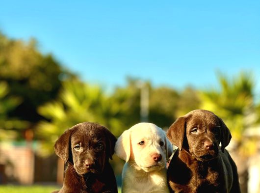 Labrador Retriever Yavrulari Istanbul görsel