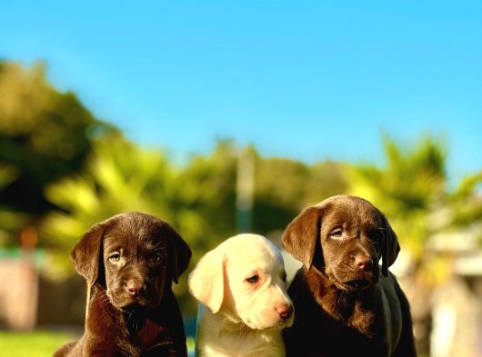 Labrador Retriever Yavrulari Istanbul görsel