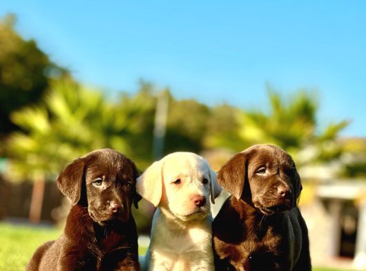 Labrador Retriever Yavrulari Istanbul görsel