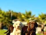 Labrador Retriever Yavrulari Istanbul