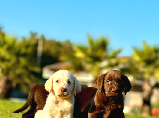 Labrador Retriever Yavrulari Istanbul görsel