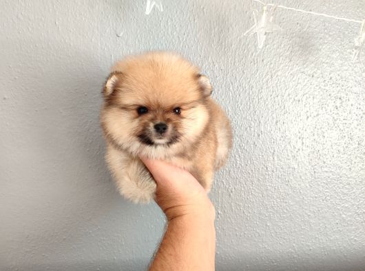 Pomeranian Yavrular Yalova görsel