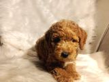 Minik Boy Eğitimli Maltipoo Yavrular