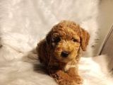 Minik Boy Eğitimli Maltipoo Yavrular