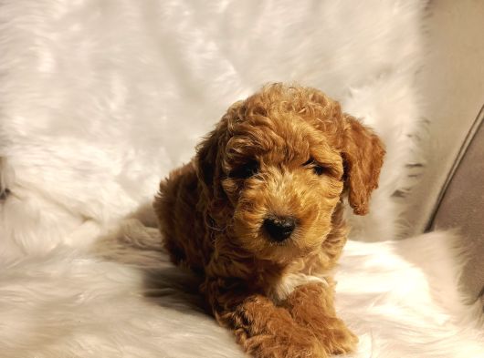 Minik Boy Eğitimli Maltipoo Yavrular görsel