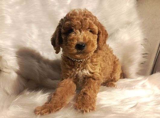 Minik Boy Eğitimli Maltipoo Yavrular