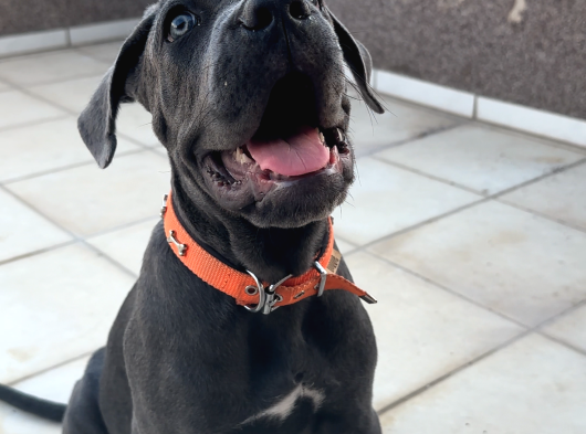 Blue Cane Corso görsel