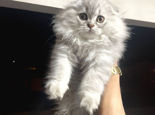 Scottish Fold Longhair