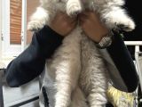 Scottish Fold Longhair