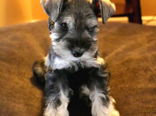 Schnauzer Yavrulari İstanbul