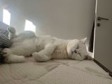 British Shorthair - Sahiplenme