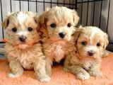 VETERİNER KONTROLLÜ ÜST KALİTE MALTIPOO BEBEKLER