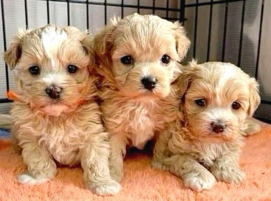 Veteri̇ner Kontrollü Üst Kali̇te Maltipoo Bebekler