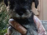 Minyatür Schnauzer Yavruları Mama Ve Malzeme Kampanyalı