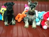 Minyatür schnauzer yavruları Mama ve malzeme Kampanyalı