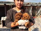 Toy poodle yavrularımız