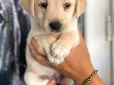 Labrador Yavrularımız