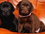 Labrador Yavrularımız