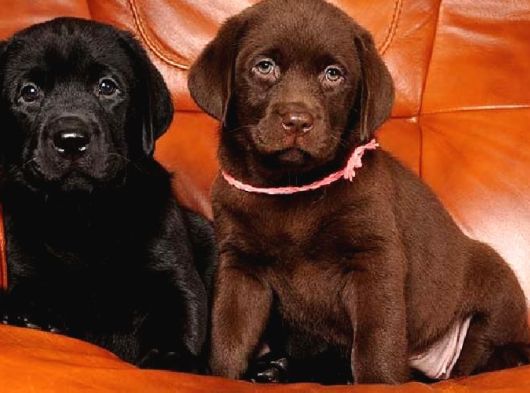 Labrador Yavrularımız görsel