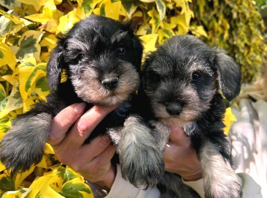 Minyatür Schnauzer Yavruları Mama Ve Malzeme Kampanyalı görsel