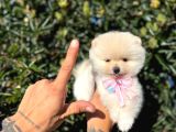 Micro Teacup Pomeranian Yavrularımız