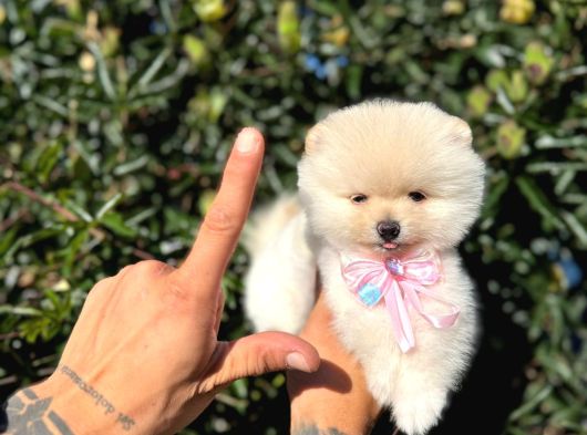 Micro Teacup Pomeranian Yavrularımız görsel