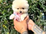 Micro Teacup Pomeranian Yavrularımız