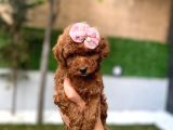 Daha miniği doğmadı micro Kore poodle