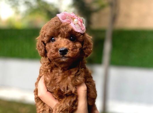 Daha Miniği Doğmadı Micro Kore Poodle görsel