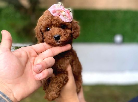 Daha Miniği Doğmadı Micro Kore Poodle görsel