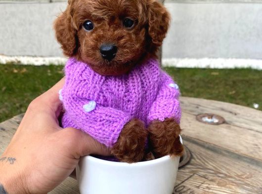Fincan Boy Micro Poodle Bebeklerim görsel