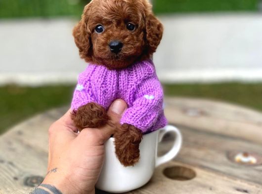 Fincan Boy Micro Poodle Bebeklerim görsel